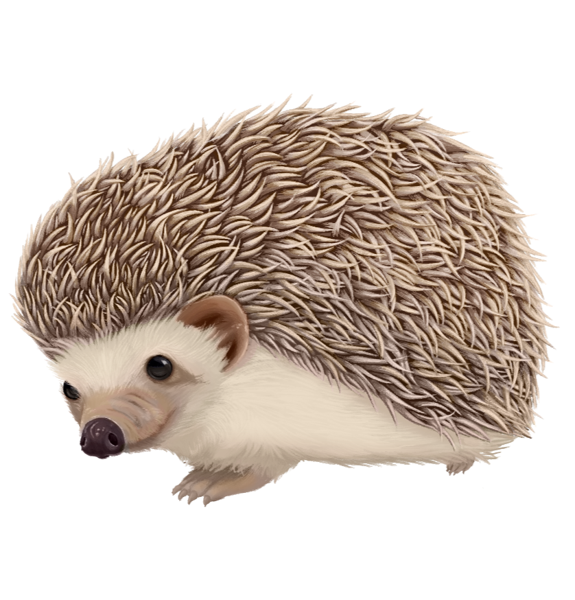 Hedgehog